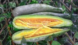 超帅网红吃瓜图片