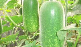 四月份新瓜爆料最新消息,娱乐圈最新热点大揭秘