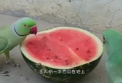 鸡吃瓜视频大全免费观看,视频大全集锦