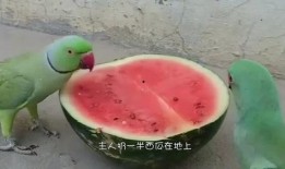 鸡吃瓜视频大全免费观看,视频大全集锦