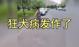 张保仔粤语在线观看,揭秘海上传奇英雄的传奇人生