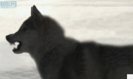 电影雪狼在线观看