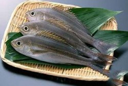 新闻爆料海鱼视频大全最新