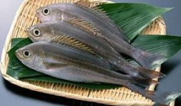 新闻爆料海鱼视频大全最新