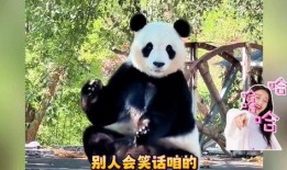 喜乐熊猫奶爸爆料视频大全,喜乐熊猫奶爸爆笑育儿瞬间大盘点