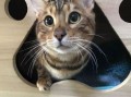 娱乐吃瓜酱替小猫赎身,娱乐吃瓜酱助力爱心行动