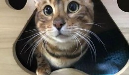 娱乐吃瓜酱替小猫赎身,娱乐吃瓜酱助力爱心行动