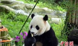 蛋糕爆料大熊猫视频