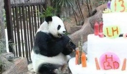 蛋糕爆料大熊猫视频