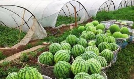 四月份新瓜爆料最新消息,娱乐圈最新热点大揭秘