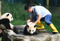 喜乐熊猫奶爸爆料视频大全,喜乐熊猫奶爸爆笑育儿瞬间大盘点