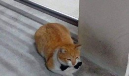 娱乐吃瓜酱替小猫赎身,娱乐吃瓜酱助力爱心行动