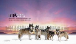 爆料户外青狼视频下载,独家视频下载背后的故事