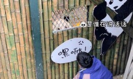 喜乐熊猫奶爸爆料视频大全,喜乐熊猫奶爸爆笑育儿瞬间大盘点